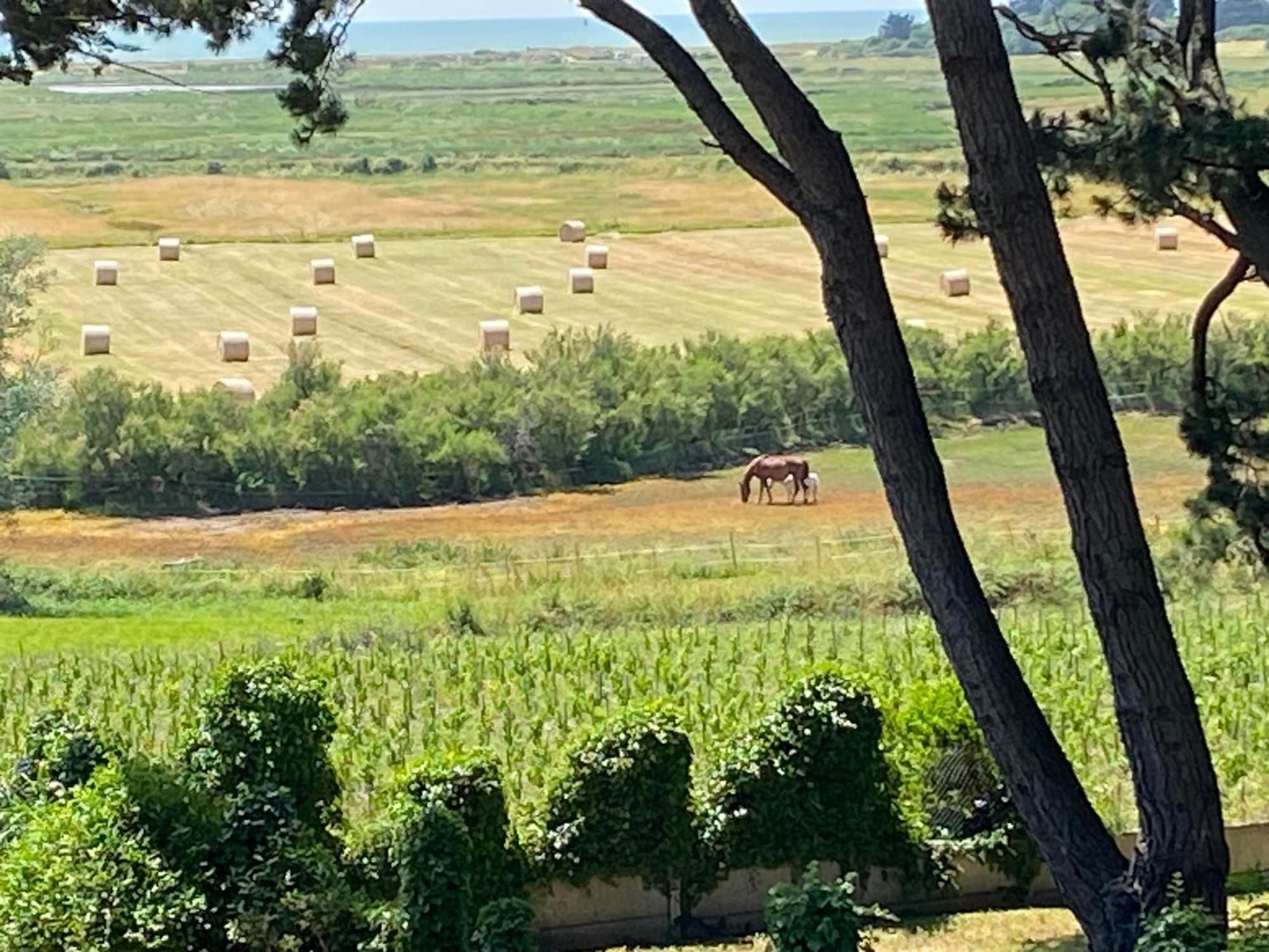 Villa Vieilles Vignes Vue Mer Billiers Buitenkant foto